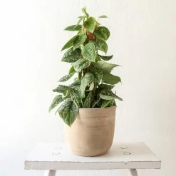 Nkuku Affiti Clay Plant Pot - Large