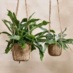 Nkuku Sangdi Seagrass Hanging Planter - Small