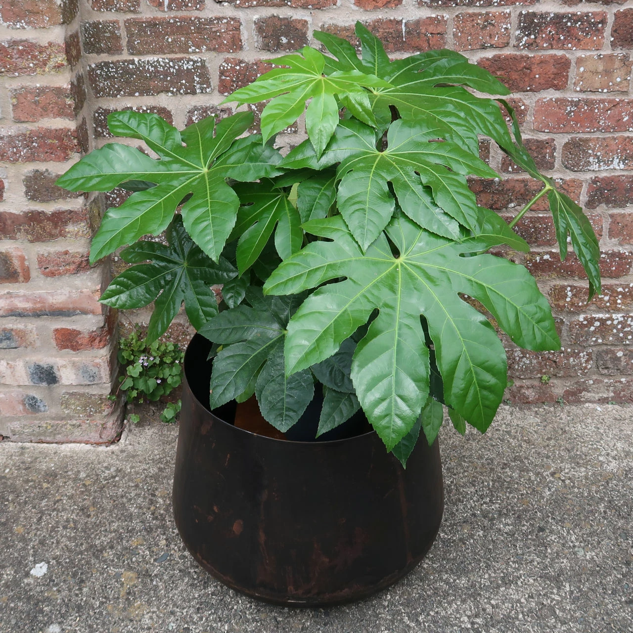 Nkuku Endo Reclaimed Iron Planter - Large 5 Nkuku Endo Reclaimed Iron Planter - Large